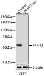 PRMT3 Antibody in Western Blot (WB)