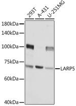 LAR4B Antibody in Western Blot (WB)