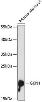 GKN1 Antibody in Western Blot (WB)