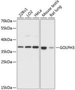 GOLPH3 Antibody in Western Blot (WB)