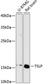 TSLP Antibody in Western Blot (WB)