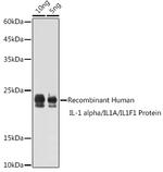 IL-1 alpha Antibody in Western Blot (WB)