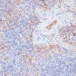 Cathepsin G Antibody in Immunohistochemistry (Paraffin) (IHC (P))