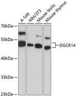 DGCR14 Antibody in Western Blot (WB)