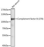 Complement Factor B Antibody in Western Blot (WB)