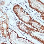 CXCL12 Antibody in Immunohistochemistry (Paraffin) (IHC (P))