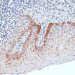 CXCL12 Antibody in Immunohistochemistry (Paraffin) (IHC (P))