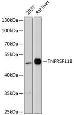 TNFRSF11B Antibody in Western Blot (WB)