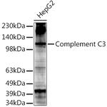 Complement C3 Antibody in Western Blot (WB)