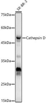 Cathepsin D Antibody in Western Blot (WB)