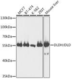 DLD Antibody in Western Blot (WB)