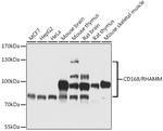 RHAMM Antibody in Western Blot (WB)