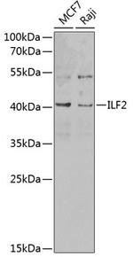 ILF2 Antibody in Western Blot (WB)