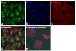 LRP6 Antibody in Immunocytochemistry (ICC/IF)