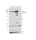 LRP6 Antibody in Western Blot (WB)