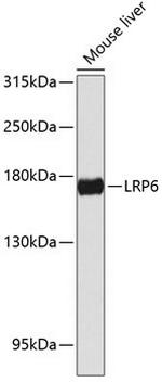 LRP6 Antibody in Western Blot (WB)