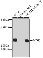 MTH1 Antibody in Immunoprecipitation (IP)