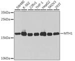 MTH1 Antibody in Western Blot (WB)