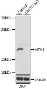 MTH1 Antibody in Western Blot (WB)