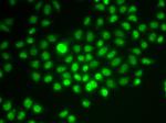 BAF57 Antibody in Immunocytochemistry (ICC/IF)