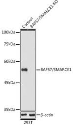 BAF57 Antibody