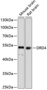 D4 Dopamine Receptor Antibody in Western Blot (WB)