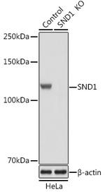 SND1 Antibody in Western Blot (WB)