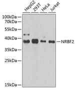 NRBF2 Antibody in Western Blot (WB)