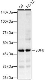 SUFU Antibody in Western Blot (WB)