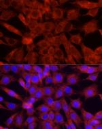 Cytochrome C Antibody in Immunocytochemistry (ICC/IF)