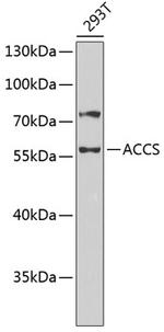 ACCS Antibody in Western Blot (WB)