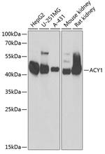 Aminoacylase Antibody in Western Blot (WB)