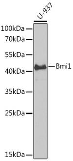 BMI-1 Antibody in Western Blot (WB)