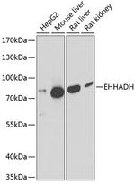 EHHADH Antibody in Western Blot (WB)