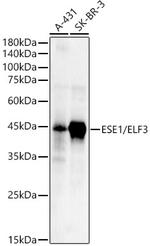 ELF3 Antibody in Western Blot (WB)