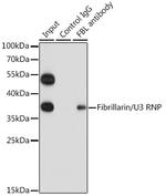 Fibrillarin Antibody in Immunoprecipitation (IP)