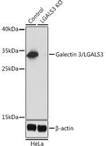 Galectin 3 Antibody in Western Blot (WB)