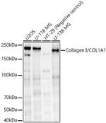 COL1A1 Antibody in Western Blot (WB)