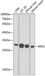 RPS3 Antibody in Western Blot (WB)