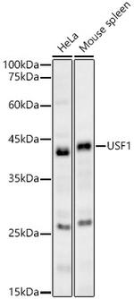 USF1 Antibody in Western Blot (WB)