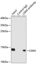 LSM4 Antibody in Immunoprecipitation (IP)