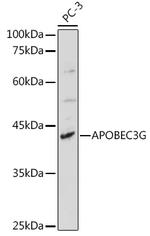 APOBEC3G Antibody in Western Blot (WB)