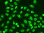 POLR2J Antibody in Immunocytochemistry (ICC/IF)