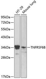 DcR3 Antibody in Western Blot (WB)