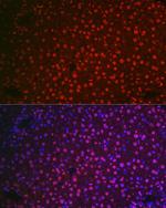 NR5A2 Antibody in Immunocytochemistry (ICC/IF)