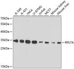 RPL7A Antibody in Western Blot (WB)
