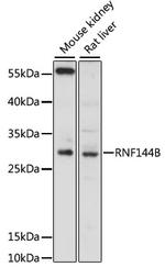 RNF144B Antibody in Western Blot (WB)