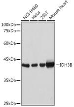 IDH3B Antibody in Western Blot (WB)