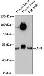 Adenylate Kinase 8 Antibody in Western Blot (WB)