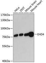 EHD4 Antibody in Western Blot (WB)